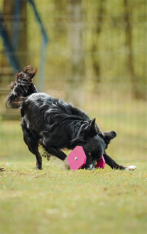 ����������� ���������