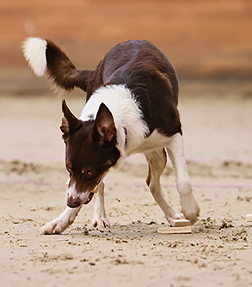 ����������� ���������