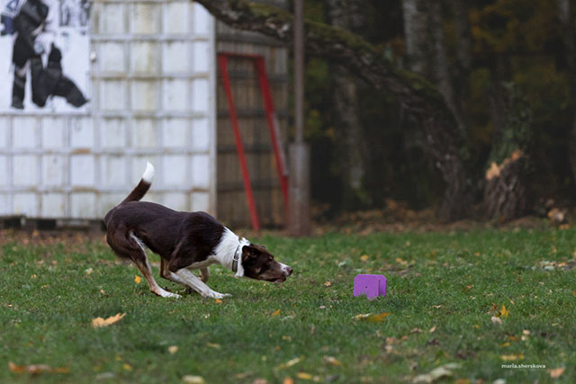 ����������� ���������