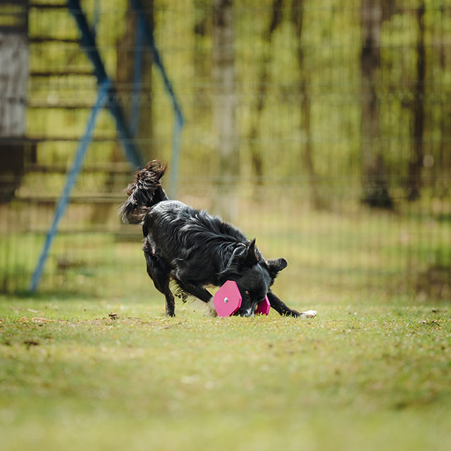 ����������� ���������