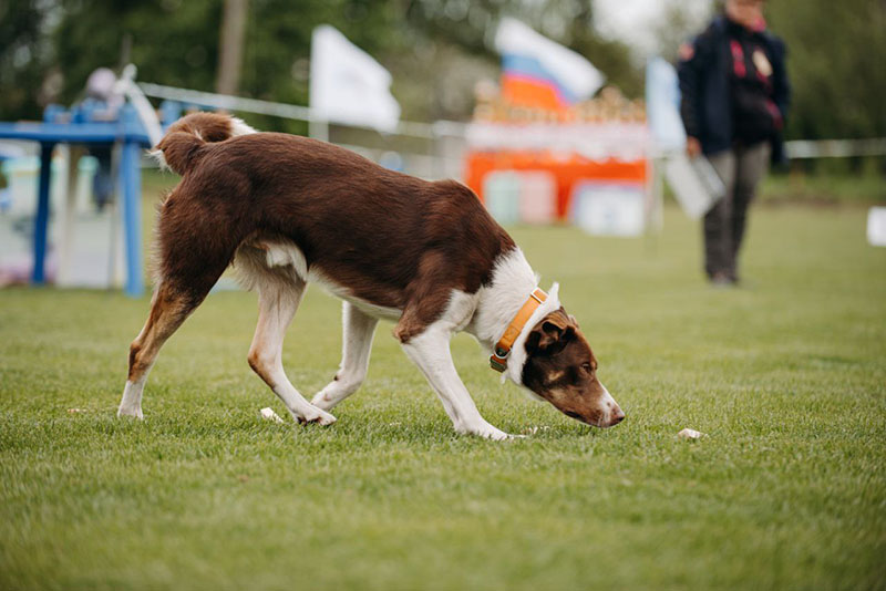 ����������� ���������