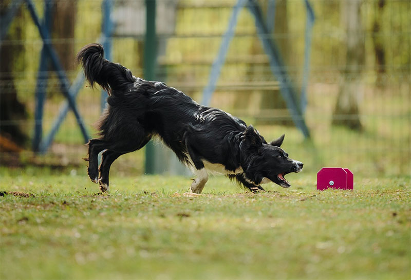 ����������� ���������