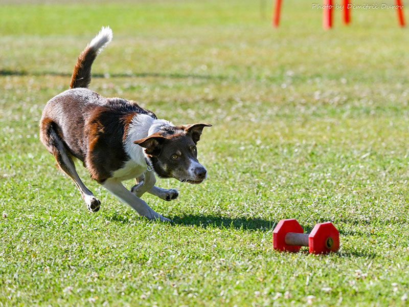 ����������� ���������